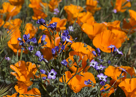 BR02: CA Poppies and Blue Flowers