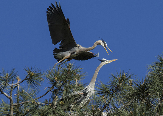 BR03: Great Herons