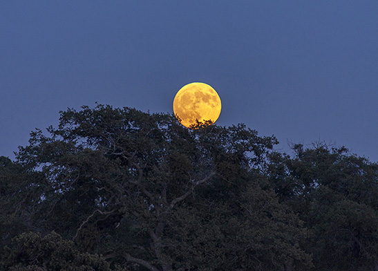 BR04: The Moon's Nest
