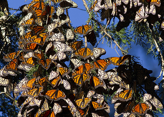 BR05: Monarch Butterflies