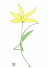 Grasshopper Flower