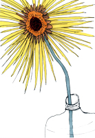 Yellow Shasta Daisy