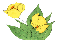 Canary Bird Flower