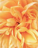 Saffron Petals