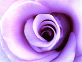 Shades of Lavendar