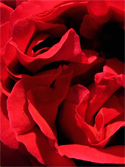 Red Velvet Folds