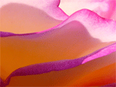 Rose Petal Hills
