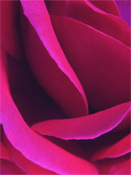 Rose Velvet