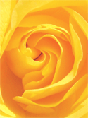 Golden Spiral