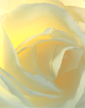 Lemon Sunrise