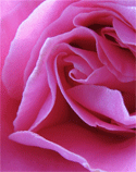 Dewey Rose