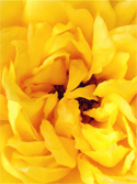 Brilliant Yellow