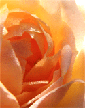 Dewey Saffron
