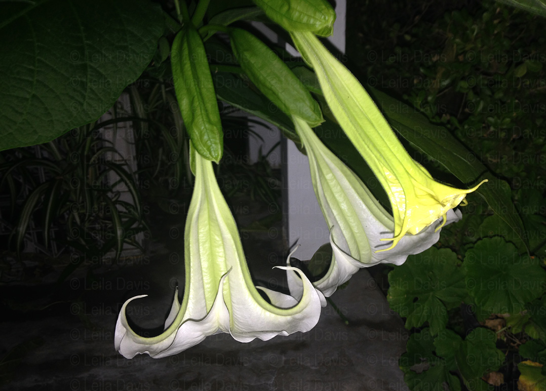 LD01: Moonflowers at Night