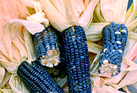 Blue Corn