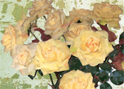  Yellow Roses