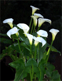 Moonlit Callas