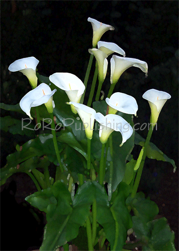 Moonlit Callas