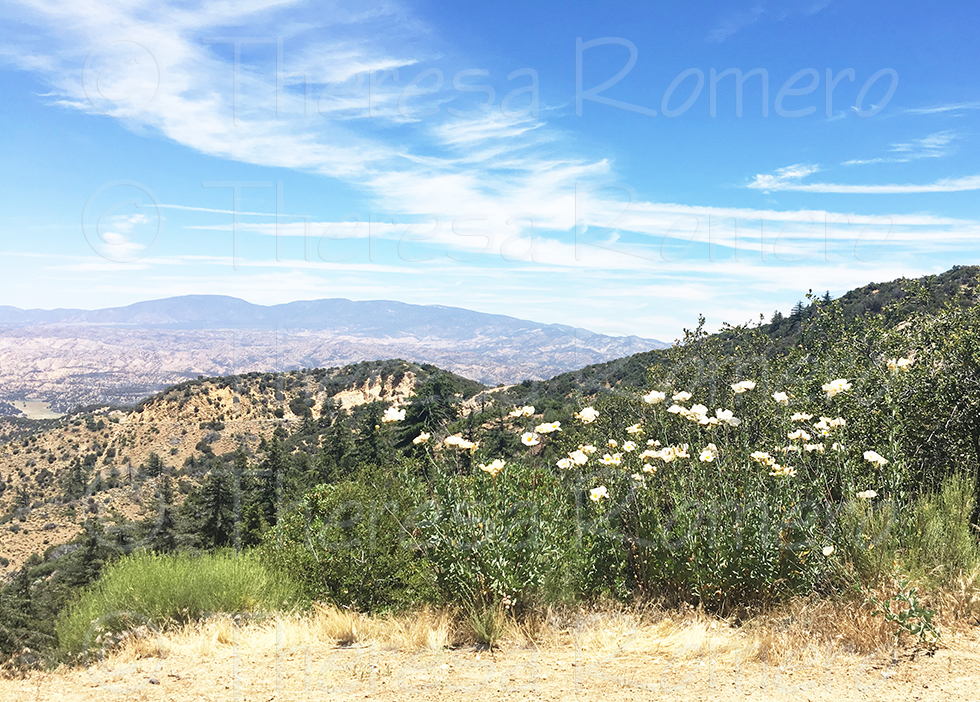 TR84: Highway 33 with Matilija Flowers