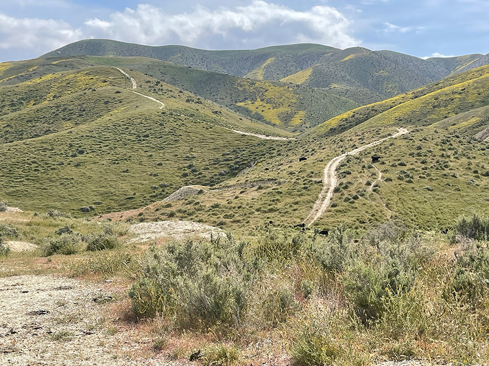 Road through Taft Hills 2