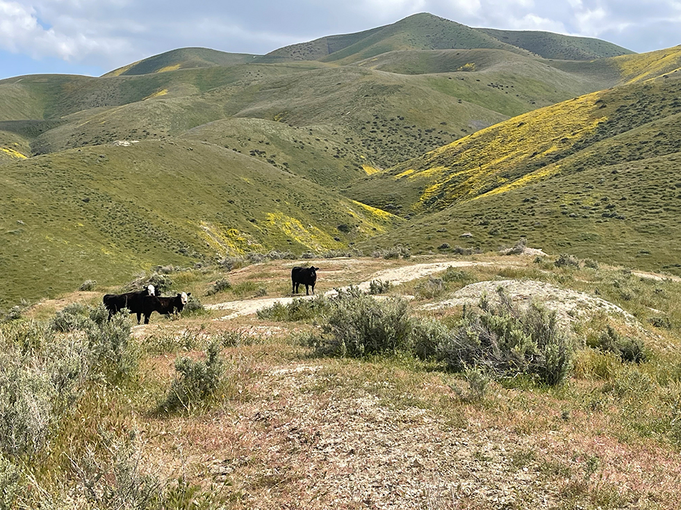 Taft Hills with Cows